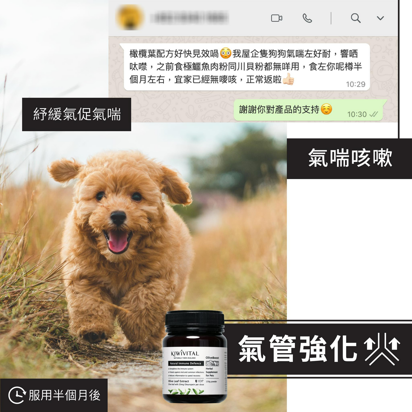 Kiwivital OliveBoost 紐西蘭橄欖葉草療配方 80g / 150g